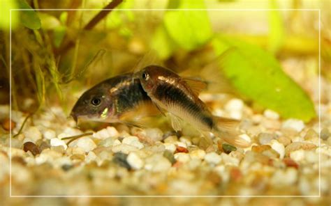 cory eggs|when do cory catfish lay eggs.